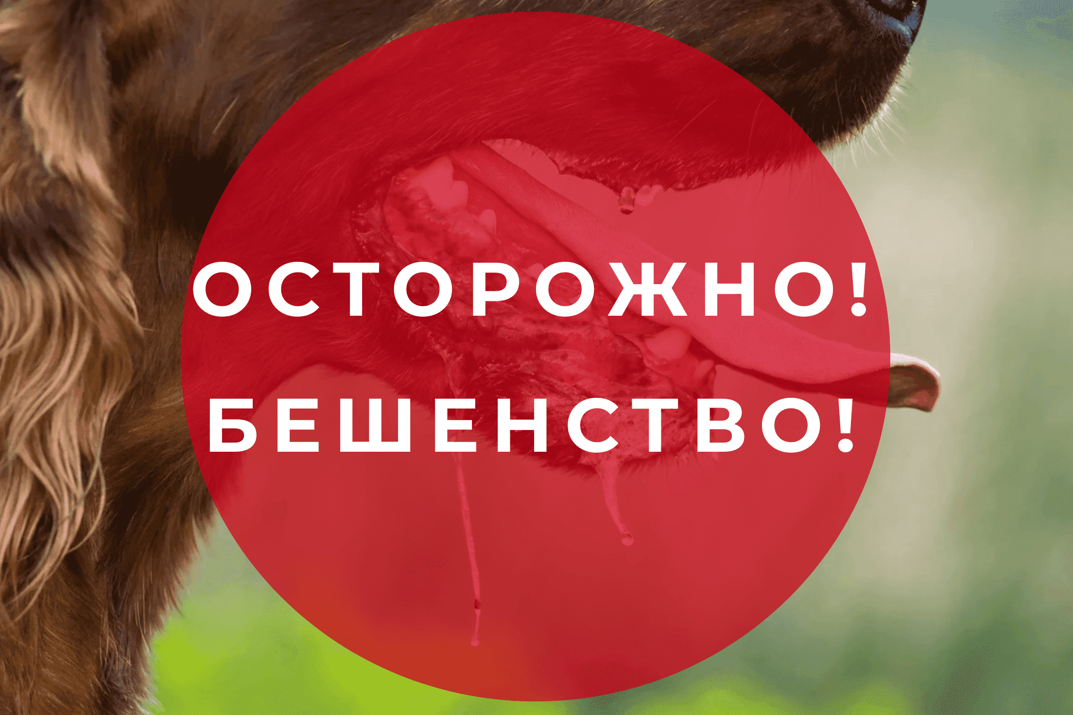 Бешенство – опасное инфекционное заболевание. Меры профилактики