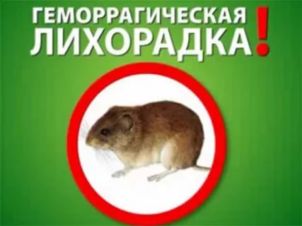 Профилактика ГЛПС (геморрагическая лихорадка с почечным синдромом)